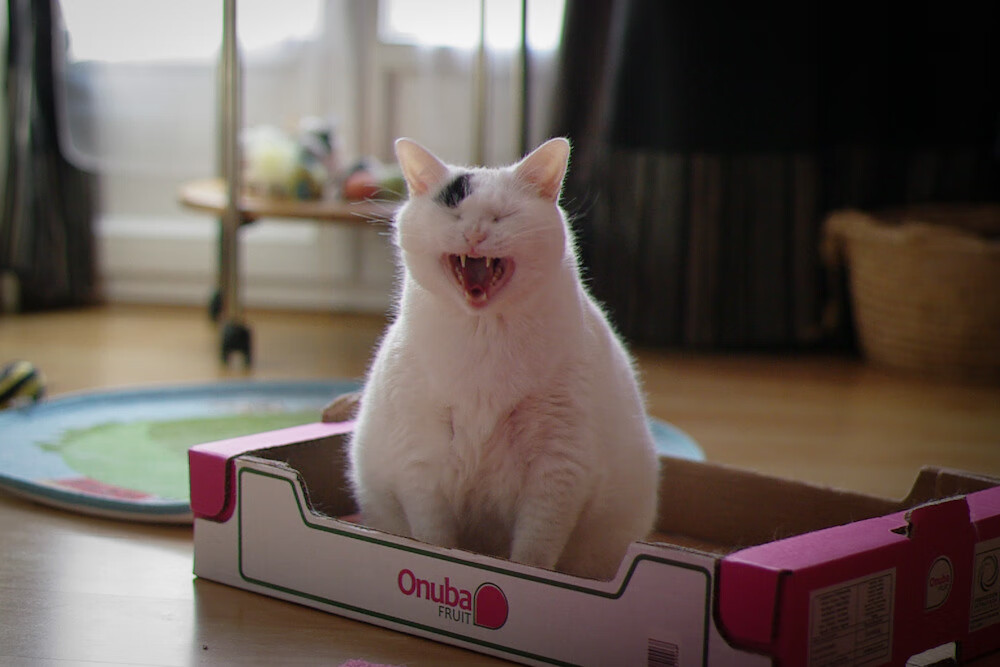 闪电击溃枪手！三笘薰一传一射导演雷恩奇迹