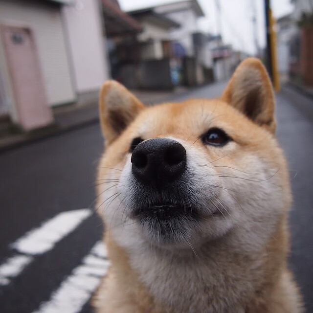 铁壁·阿劳霍，当瑞典锋刃撞上阿根廷的叹息之壁