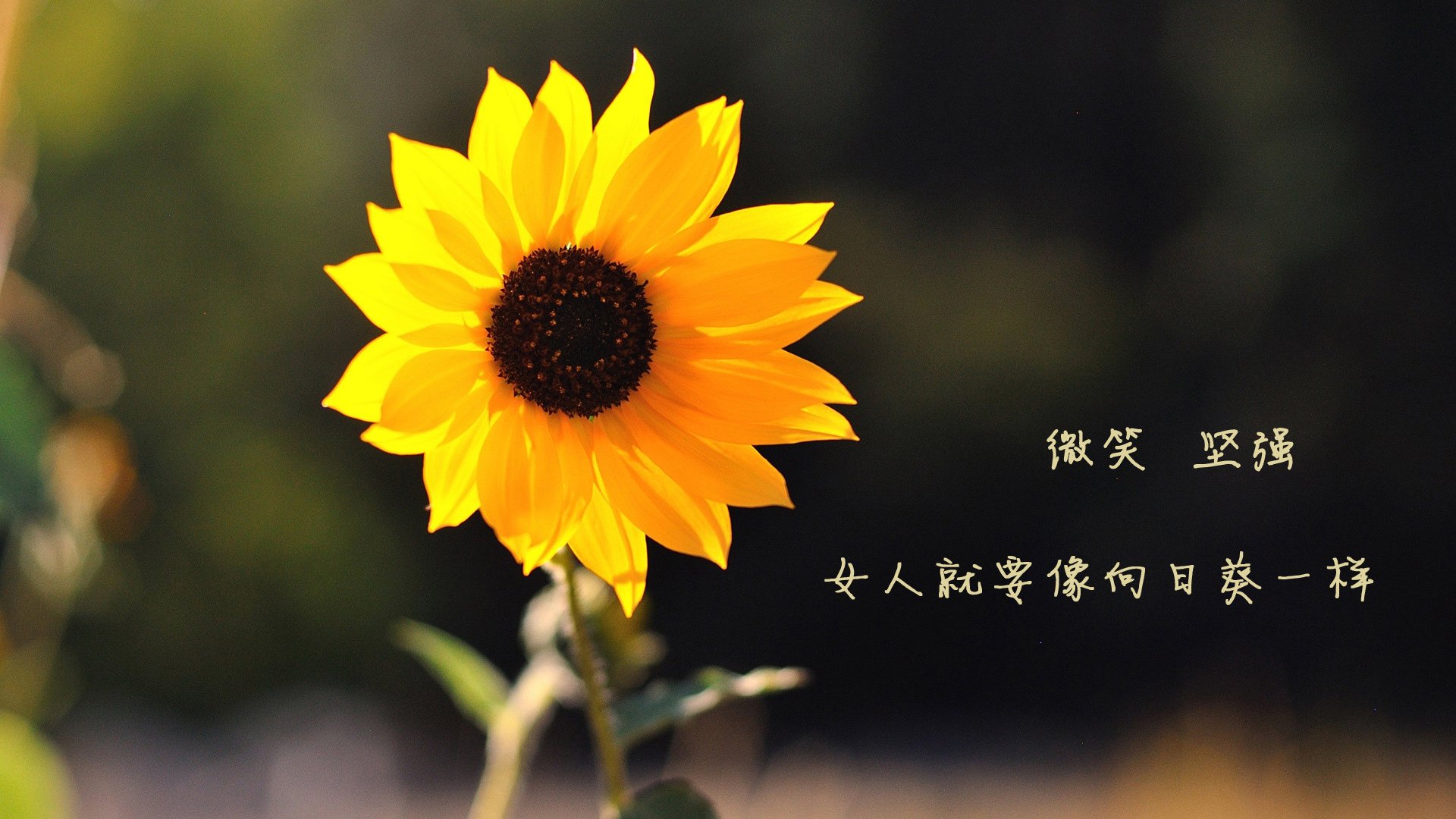 东方余晖中，新王于午夜加冕，当团队的极限遇见个体的神迹