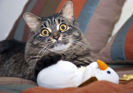 雷火电竞官网-欧冠双重奏，拉什福德爆发之夜，阿森纳终场绝杀拜仁改写历史