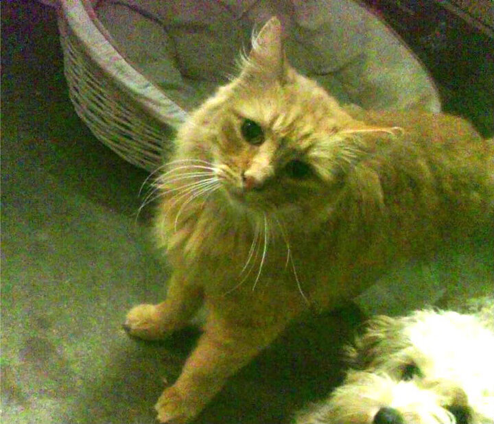 迪马利亚闪电破门奠定胜局，洪都拉斯鏖战险胜安哥拉夺冠