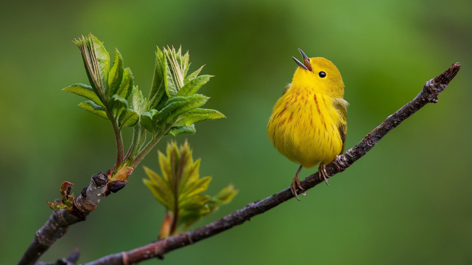 胜负之外的二重奏，当湖人叩响宿命之门，利拉德正弹奏另一种篮球哲学