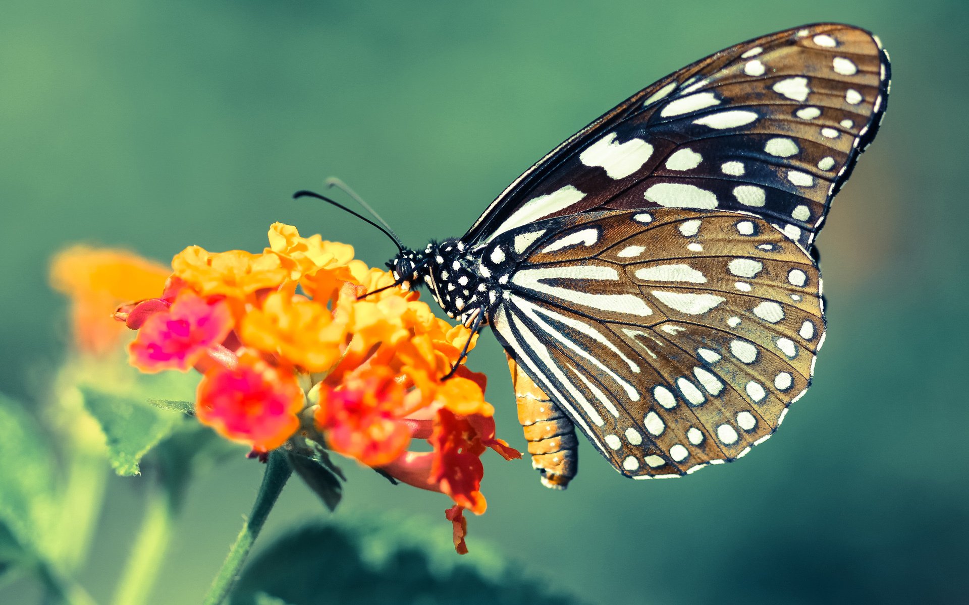 雷火电竞网址-德罗赞42分背后的战术密码，马刺如何用复古篮球绞杀东契奇？