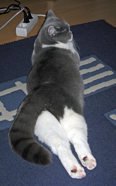 雷火电竞亚洲先驱-亚洲之光在争冠夜绽放，久保建英的点球决战与德甲加冕