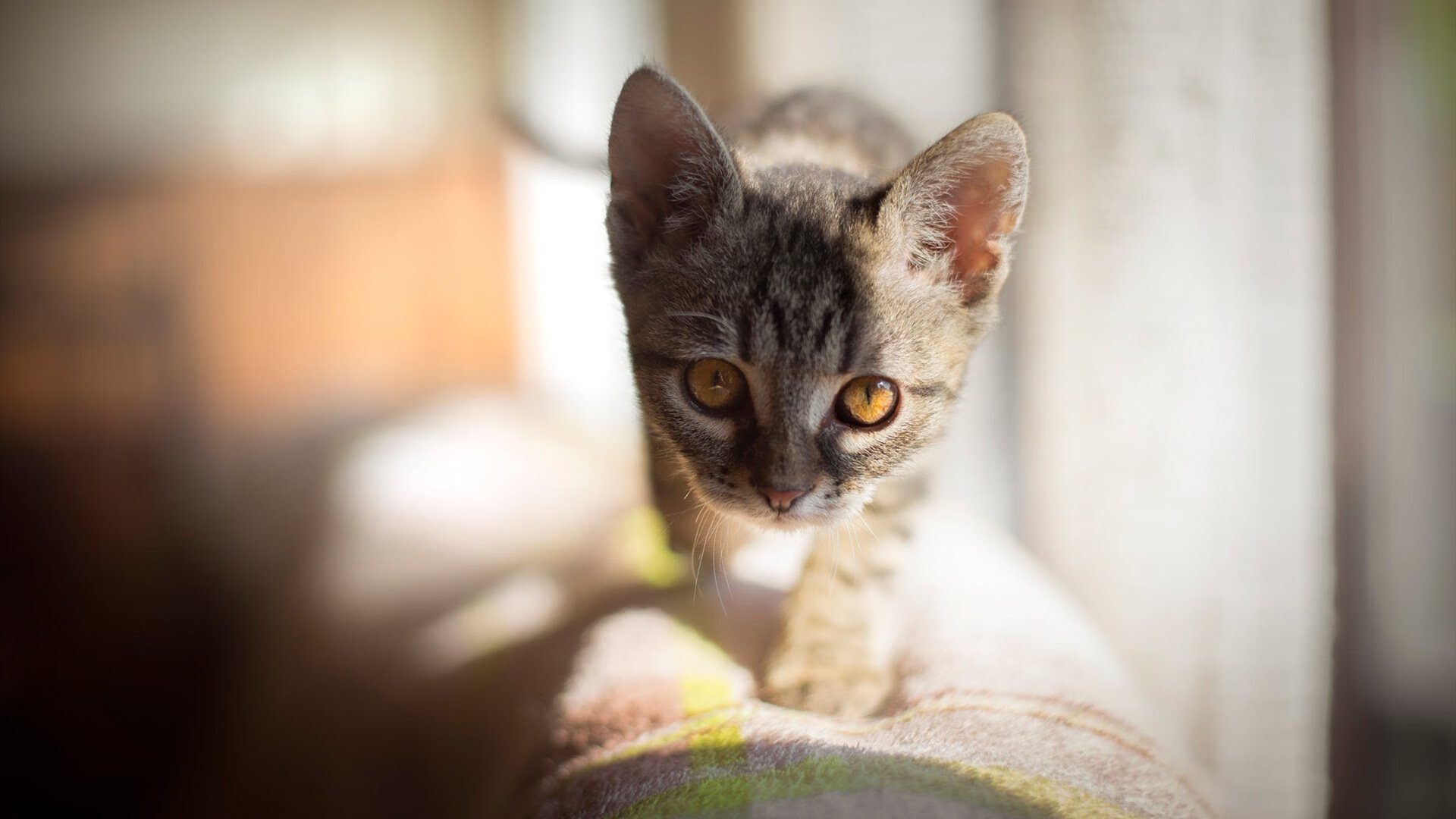 雷火电竞入驻-最弱与最强，牙买加的奇迹冷门与梅西的封神时刻，足球如何再次证明它的唯一性