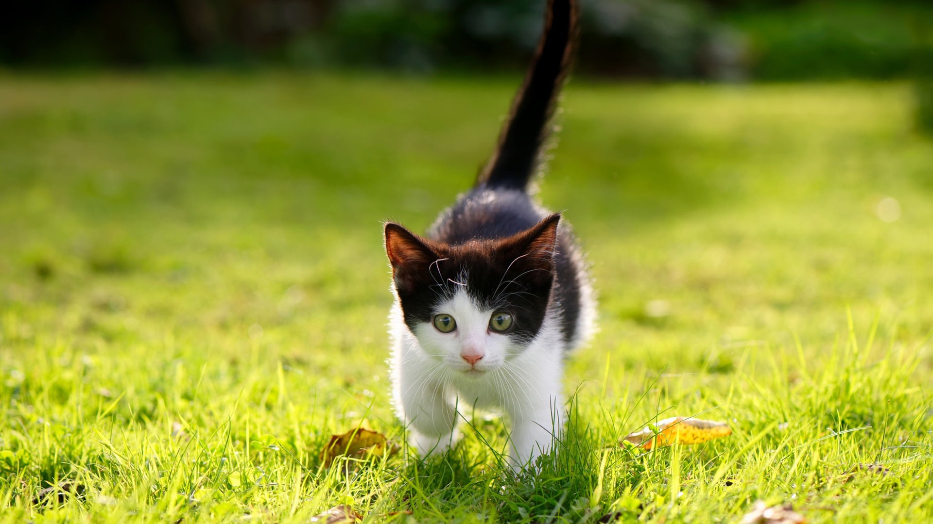 斯坦福桥的东方魔法，久保建英如何让切尔西听见克罗地亚的回响