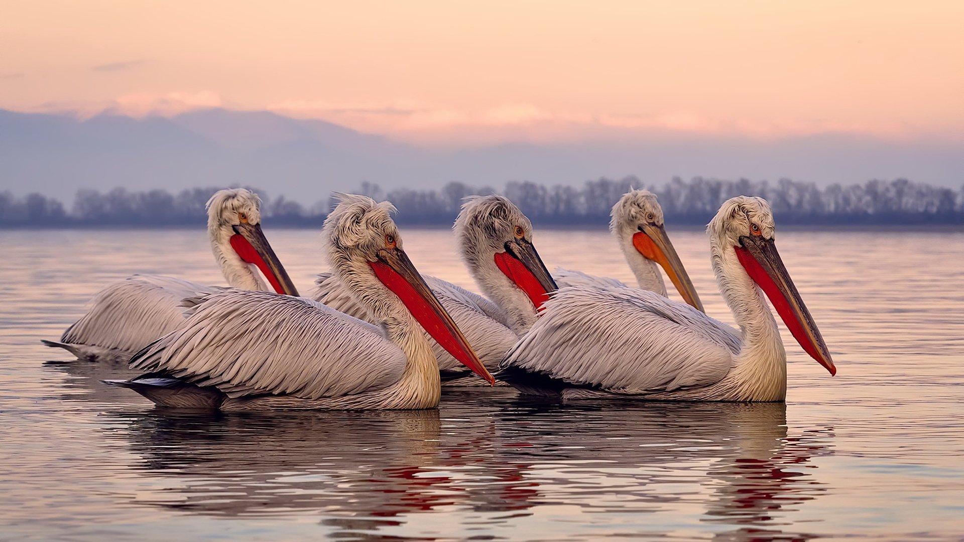 雷火电竞网址-极速与荣耀的交汇点，当F1轮胎的嘶吼遇见篮球入网的清响