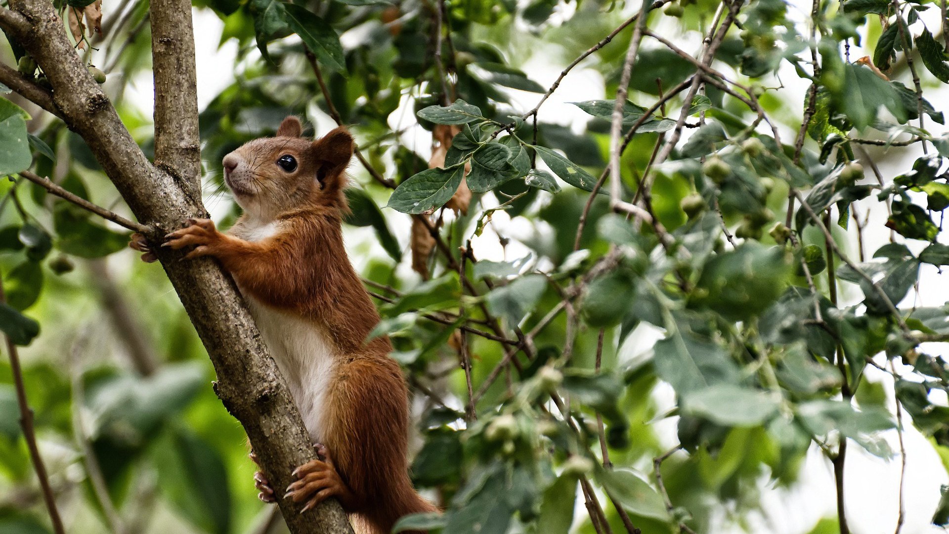 改写比赛代码，加维用非典型统治力为古典前腰写下现代定义