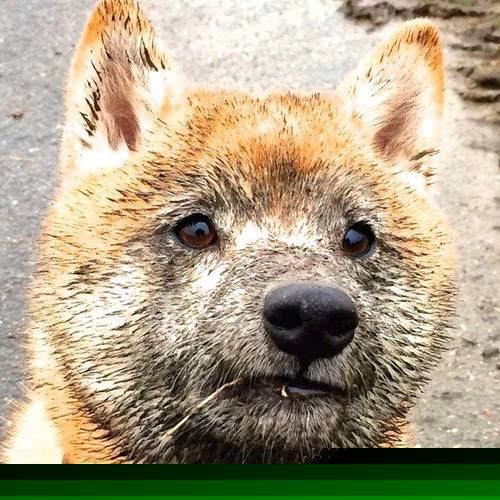 雷火电竞-恩比德关键进球定乾坤，山西队跨洋对决险胜开拓者